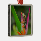 Rode-oogboomkikker, Costa Rica Metalen Ornament (Rechts)