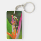 Rode-oogboomkikker, Costa Rica Sleutelhanger (achterkant)