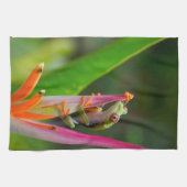 Rode-oogboomkikker, Costa Rica Theedoek (Horizontaal)