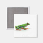 Rode oogboomkikker magneet (Voorkant / Achterkant)