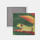 Rode oogboomkikker op bloem magneet (Voorkant / Achterkant)