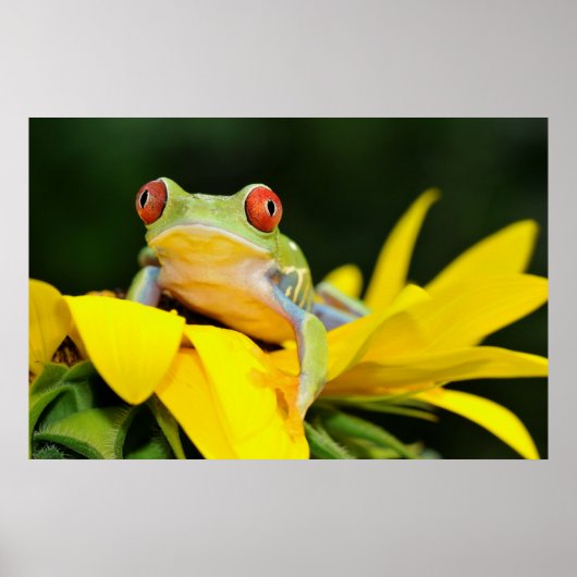 rode oogboomkikker poster (Voorkant)