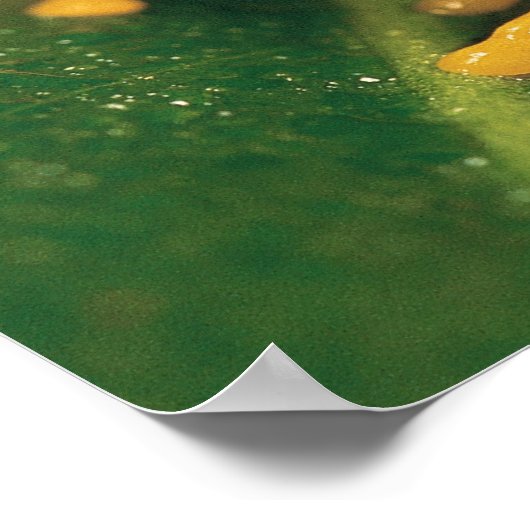 Rode oogboomkikker poster (Hoek)