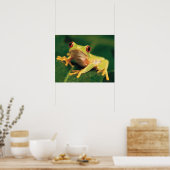 Rode oogboomkikker poster (Keuken)