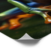 Rode oogboomkikker poster (Hoek)