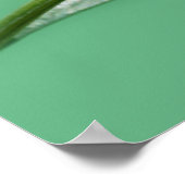 rode oogboomkikker poster (Hoek)