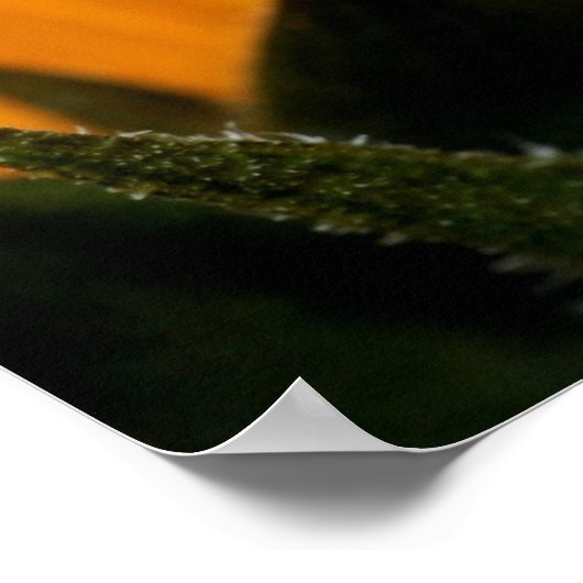 rode oogboomkikker poster (Hoek)