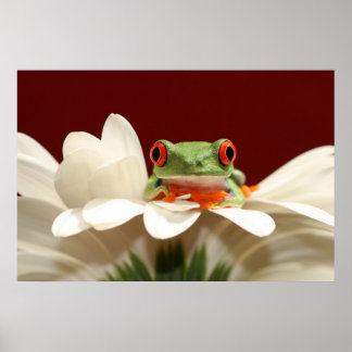 rode oogboomkikker poster