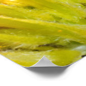 rode oogboomkikker poster (Hoek)