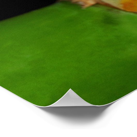 rode oogboomkikker poster (Hoek)