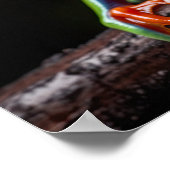 Rode oogboomkikker poster (Hoek)