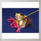 rode oogboomkikker poster (Voorkant)