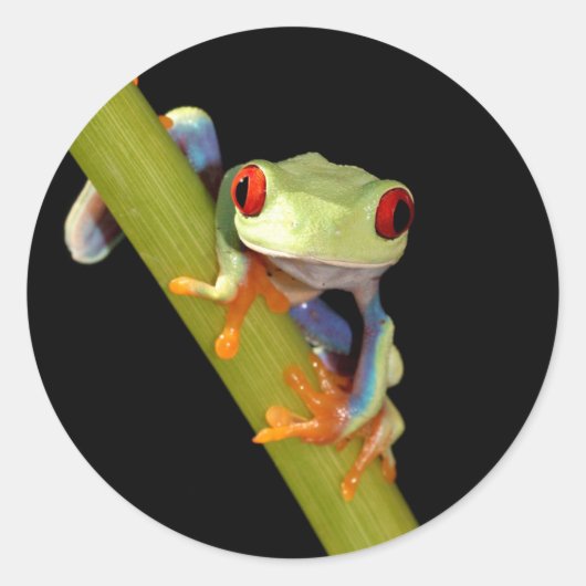rode oogboomkikker ronde sticker (Voorkant)