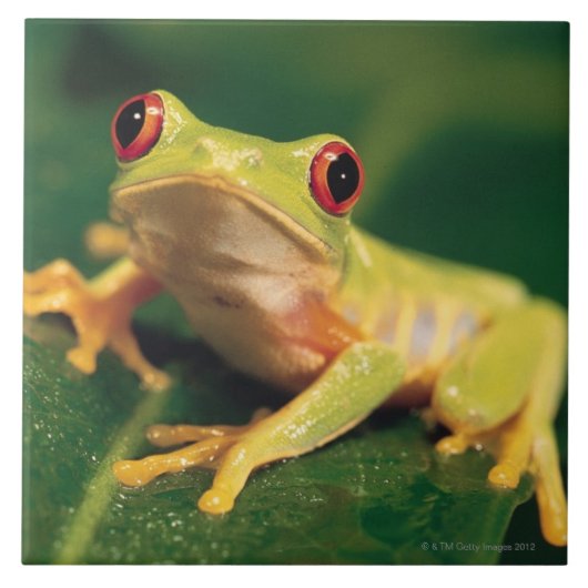 Rode oogboomkikker tegeltje (Voorkant)