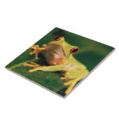 Rode oogboomkikker tegeltje (Zijkant)