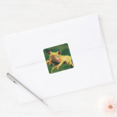Rode oogboomkikker vierkante sticker (Envelop)