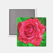 Rode op rood gestreepte roos magneet (Voorkant / Achterkant)