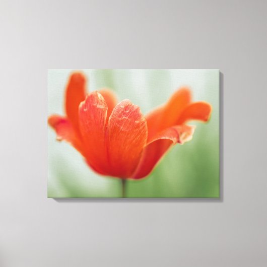 Rode Open Tulp Bloem Op Groene Natuur Fotografie Canvas Afdruk (Voorkant)
