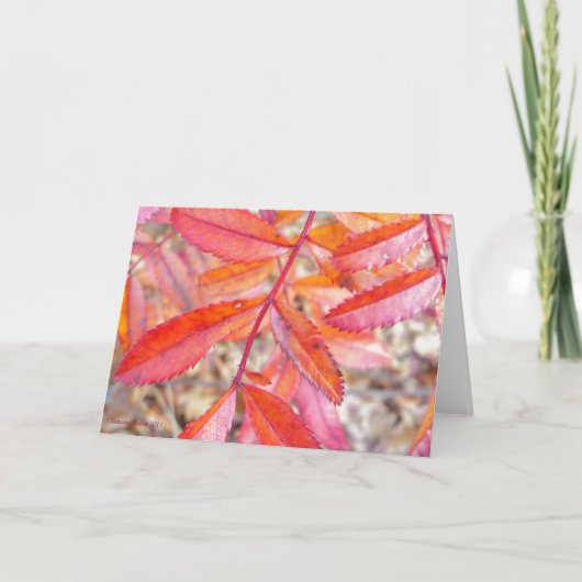 Rode & oranje bladerenkaart - de kust van de kaart (Voorkant)