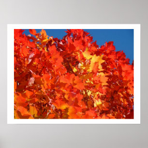 Rode Oranje herfst laat prints bomen
