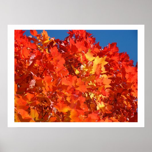 Rode Oranje herfst laat prints bomen (Voorkant)
