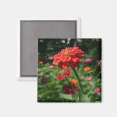 rode oranje melkbloem, rode bloemtuin magneet (Voorkant / Achterkant)