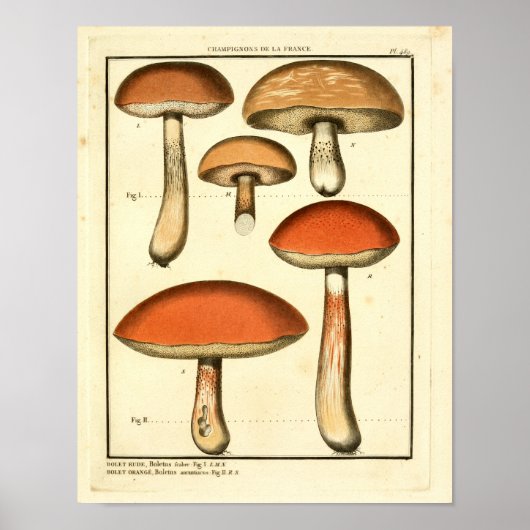 rode Oranje paddenstoelen Franse kunst afdrukken Poster (Voorkant)