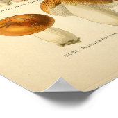  rode Oranje paddenstoelen Kunst drukken Frans Poster (Hoek)