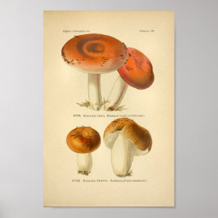  rode Oranje paddenstoelen Kunst drukken Frans Poster