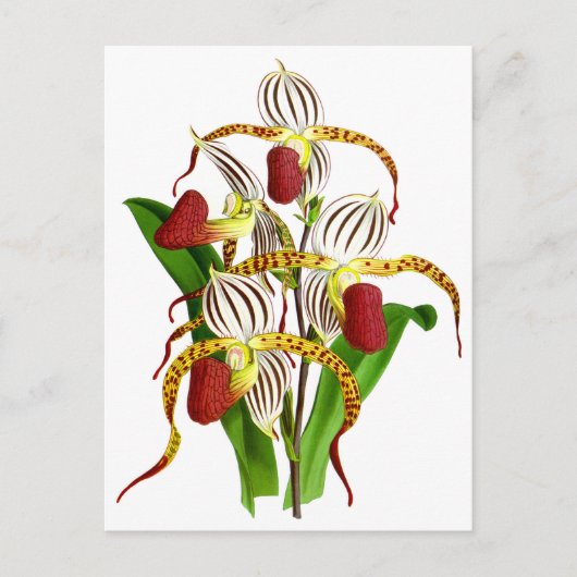  rode orchidee ventilator briefkaart (Voorkant)