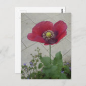 Rode Paarse Poppy Flower DIY Briefkaart (Voorkant / Achterkant)