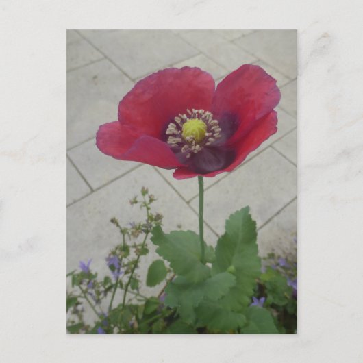 Rode Paarse Poppy Flower DIY Briefkaart (Voorkant)