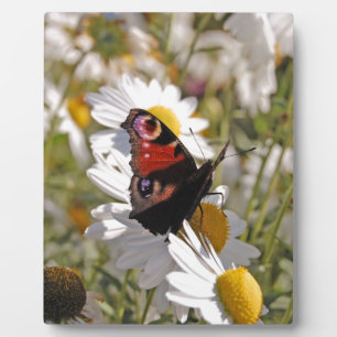 Rode Paarse zwarte vlinder op Daisies Fotoplaat
