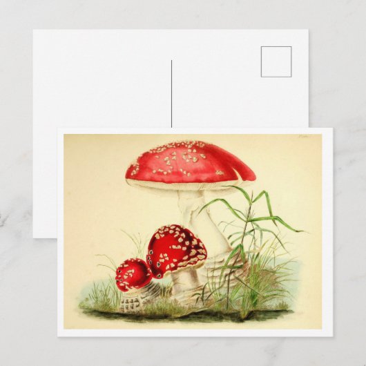 rode paddenstoel / paddestoel Briefkaart (Voorkant / Achterkant)