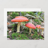 Rode paddenstoelen briefkaart (Voorkant / Achterkant)