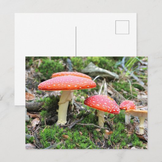 Rode paddenstoelen briefkaart (Voorkant / Achterkant)