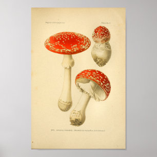  rode paddenstoelen maken Frans afdrukken Poster