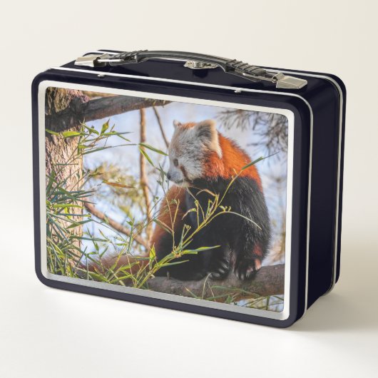 Rode panda (Achterkant)