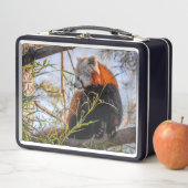 Rode panda (In situ)