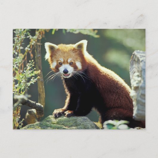 Rode panda (Ailurus fulgens) Briefkaart (Voorkant)