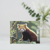 Rode panda (Ailurus fulgens) Briefkaart (Staand voorkant)