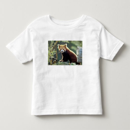 Rode panda (Ailurus fulgens) Kinder Shirts (Voorkant)