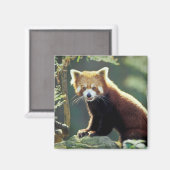 Rode panda (Ailurus fulgens) Magneet (Voorkant / Achterkant)