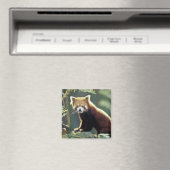Rode panda (Ailurus fulgens) Magneet (Insitu (Vaatwasser))