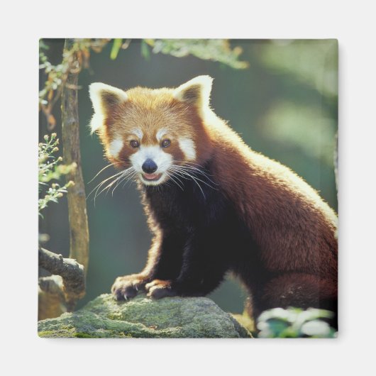 Rode panda (Ailurus fulgens) Magneet (Voorkant)