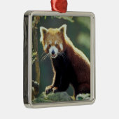 Rode panda Ailurus fulgens) Metalen Ornament (Rechts)