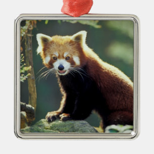Rode panda Ailurus fulgens) Metalen Ornament