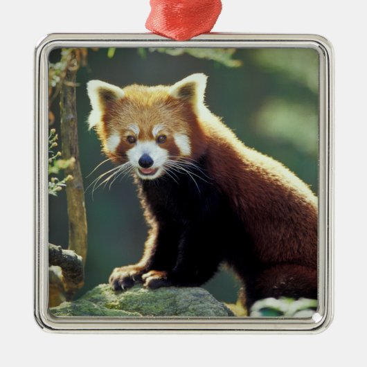 Rode panda Ailurus fulgens) Metalen Ornament (Voorkant)