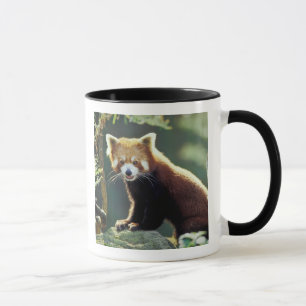 Rode panda (Ailurus fulgens) Mok