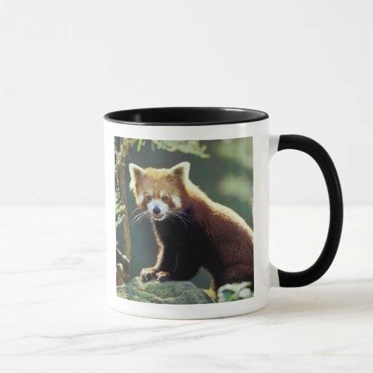 Rode panda (Ailurus fulgens) Mok (Rechts)